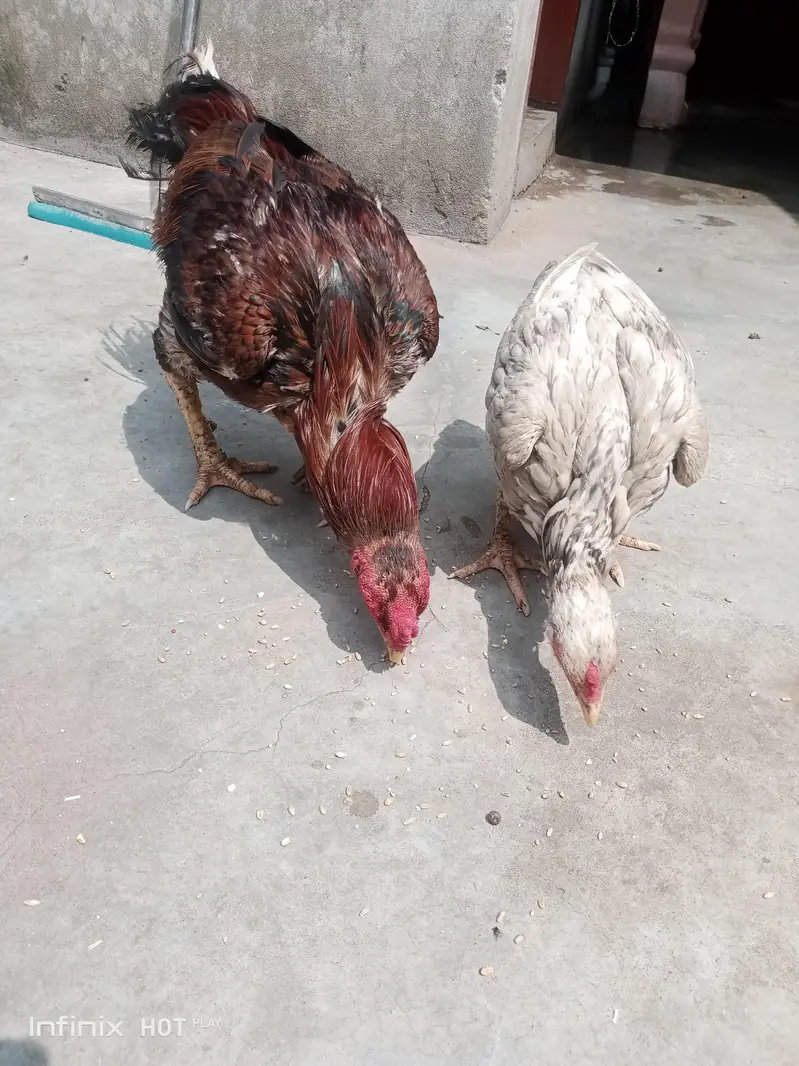 Mianwali hain — photo 3