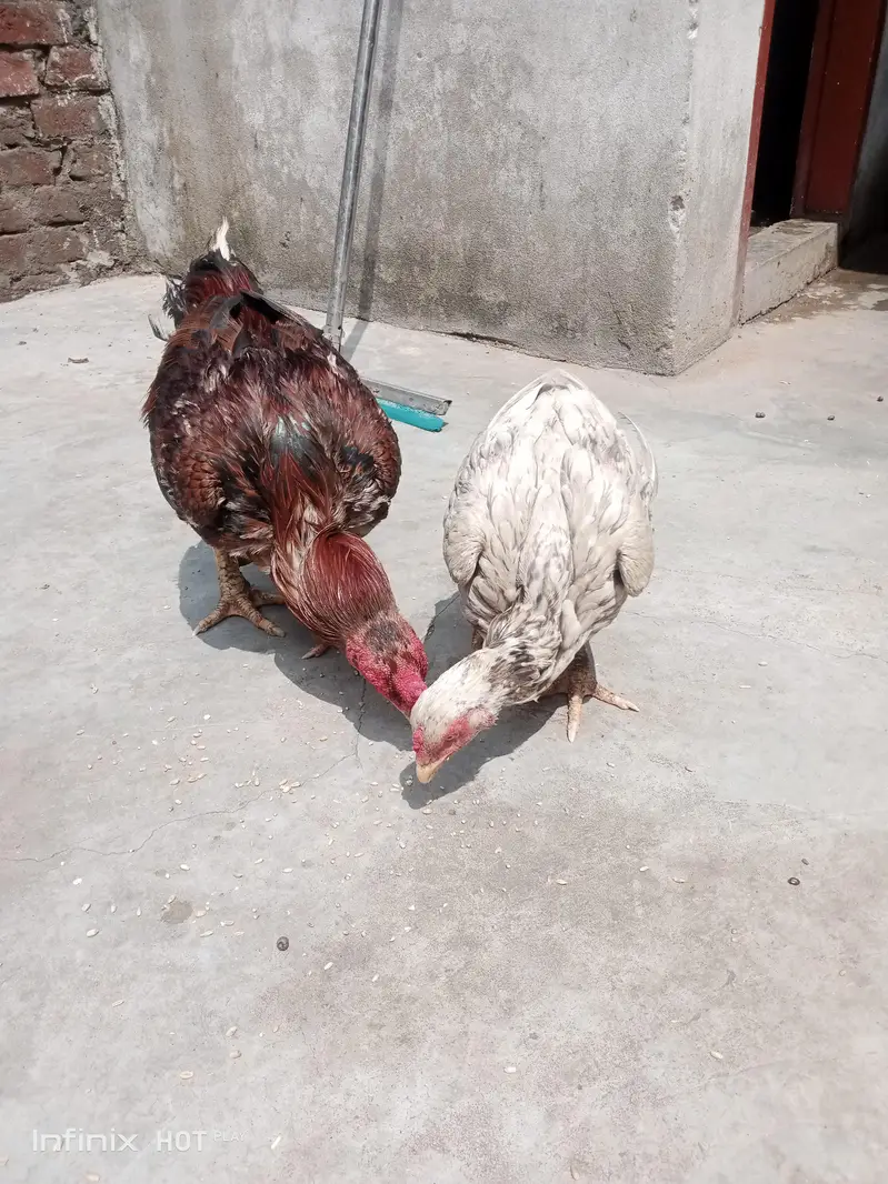 Mianwali hain — photo 5