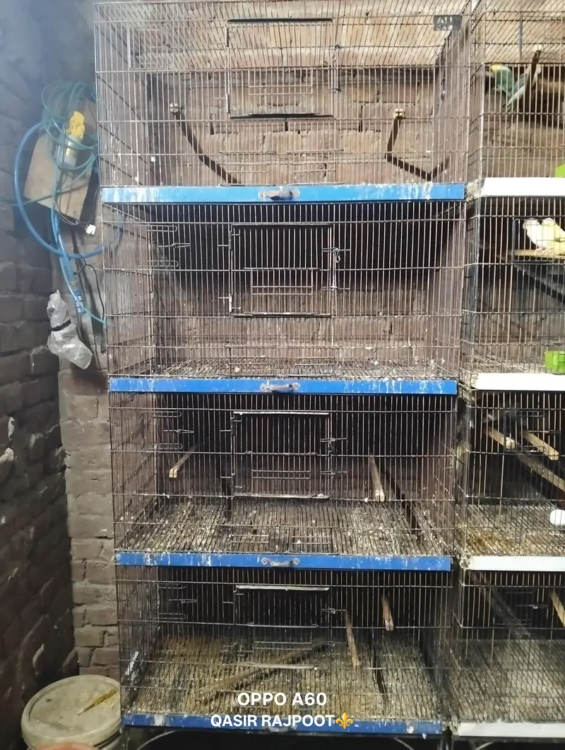one pinjra 12000 — photo 2