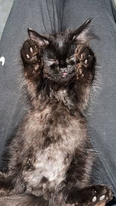 Triple cot cat black persian for sale trained