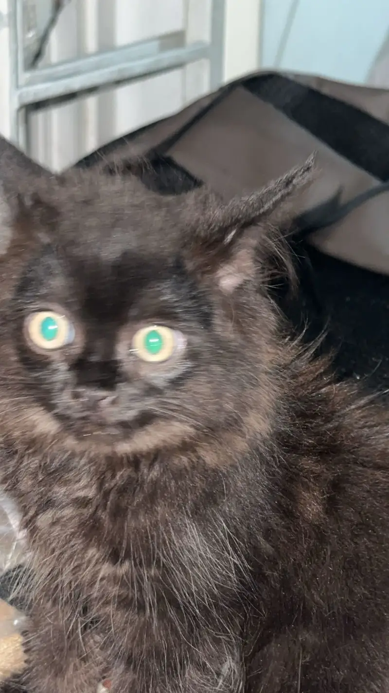 Triple cot cat black persian for sale trained — photo 2