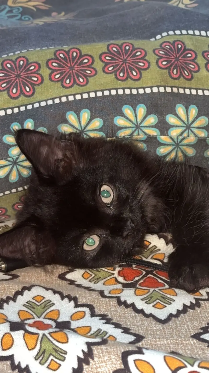Triple cot cat black persian for sale trained — photo 3