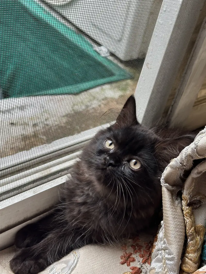 Triple cot cat black persian for sale trained — photo 4