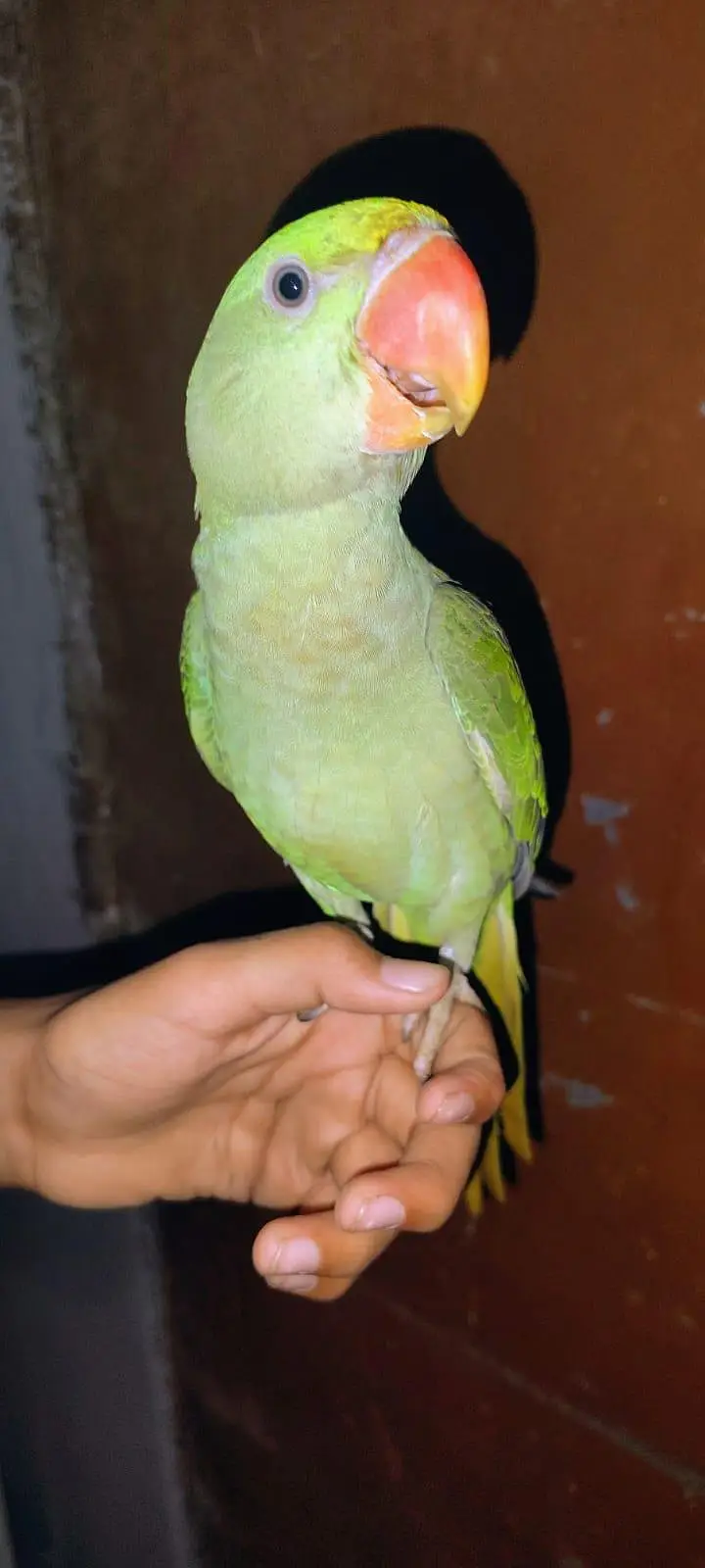 raw parrot adult male — photo 2