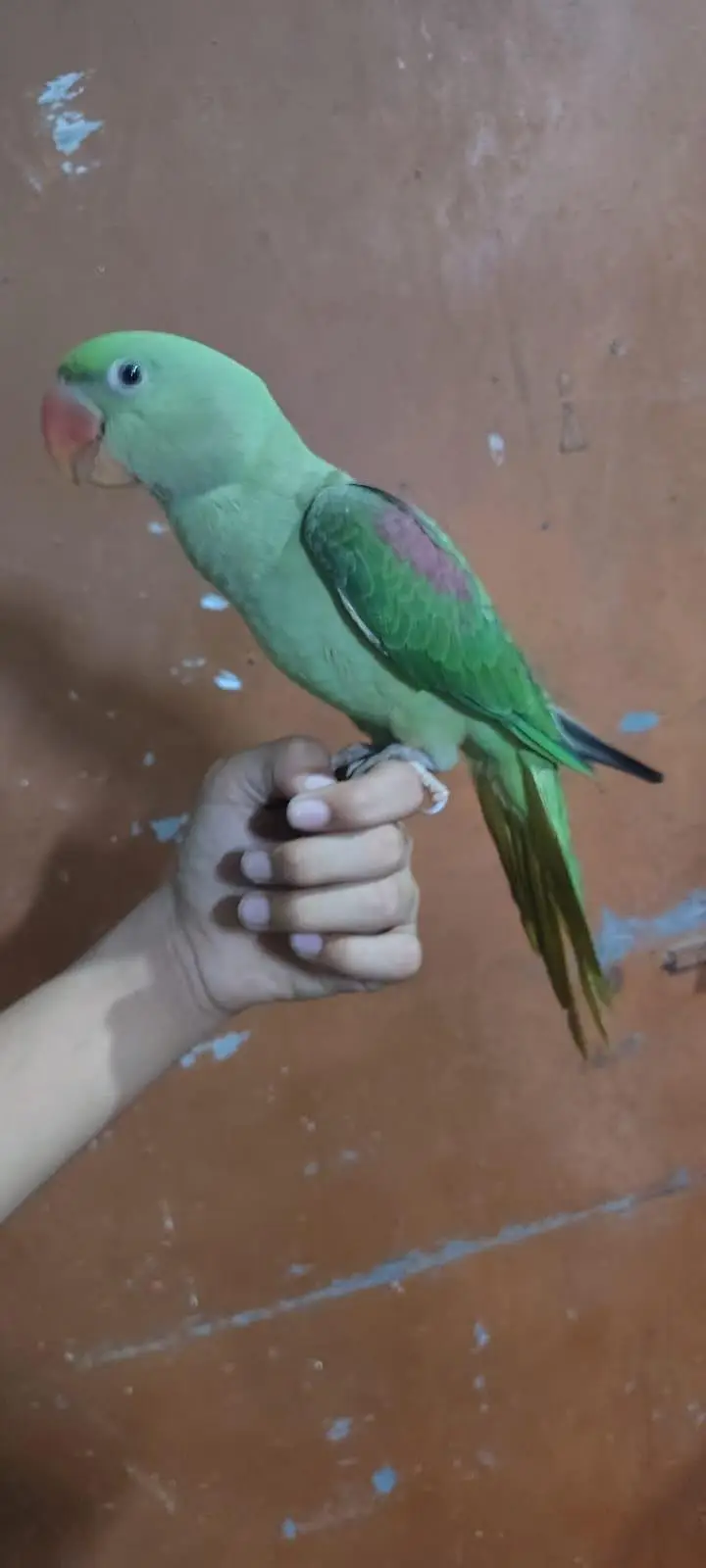 raw parrot adult male — photo 4