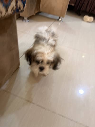 Shihtzu breed dog