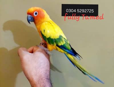 SunConure tamed, neat & clean quality bird