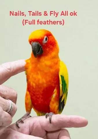 SunConure tamed, neat & clean quality bird — photo 2
