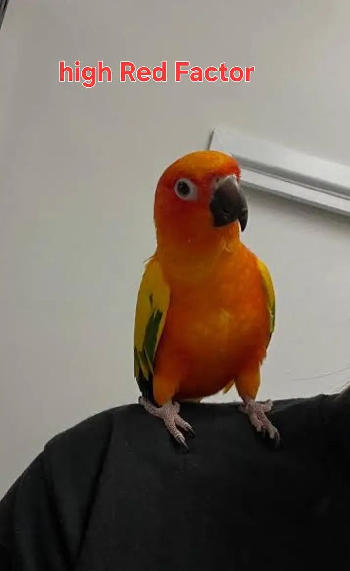 SunConure tamed, neat & clean quality bird — photo 3