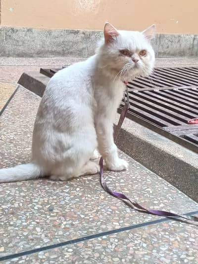 white Persian cat