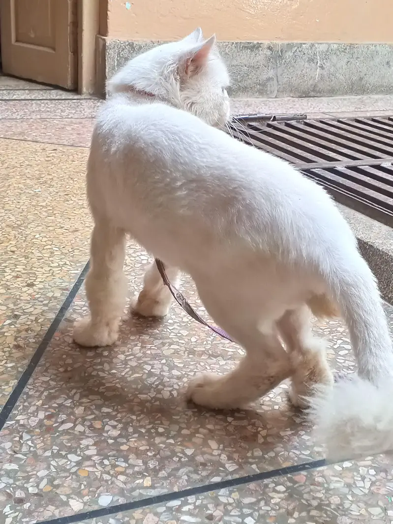 white Persian cat — photo 2