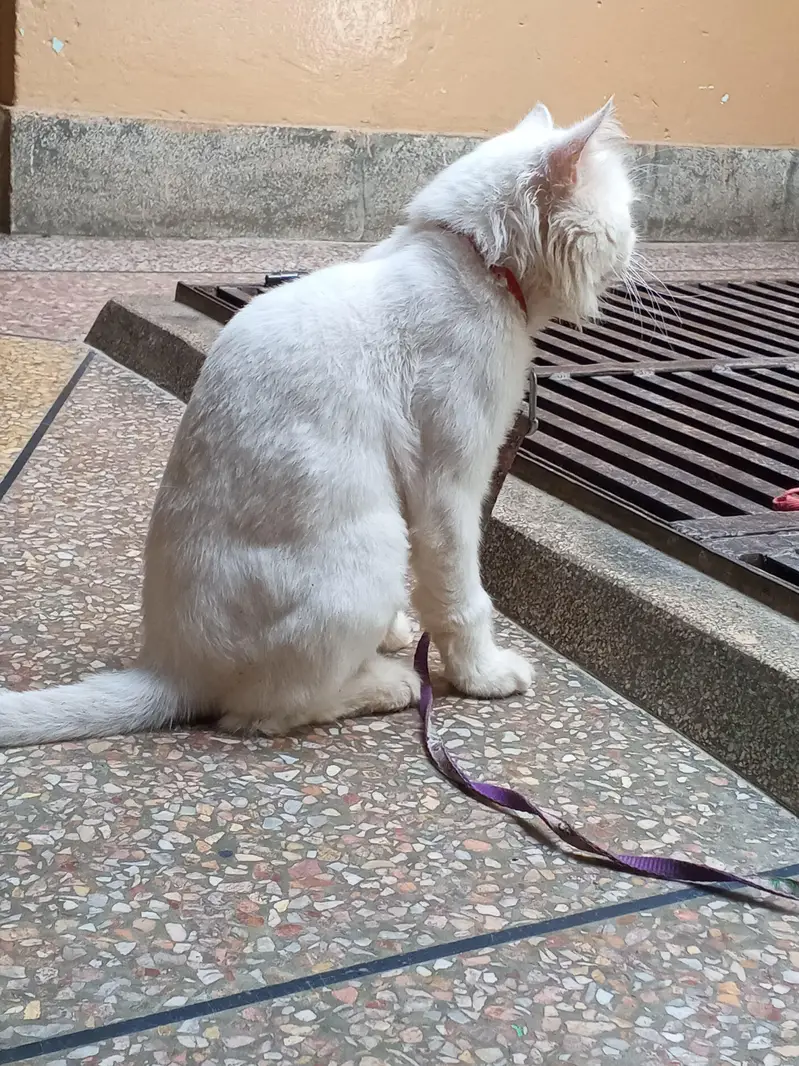 white Persian cat — photo 3