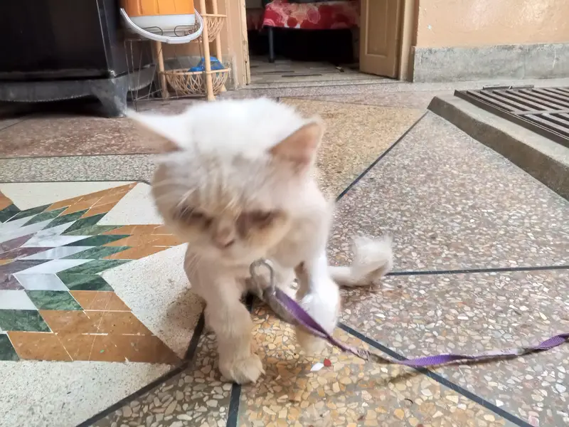 white Persian cat — photo 6