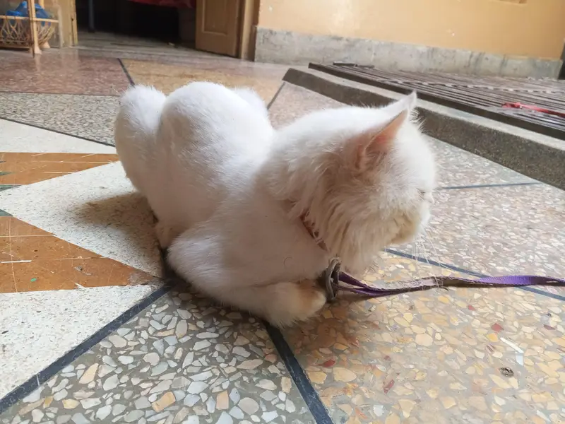 white Persian cat — photo 7