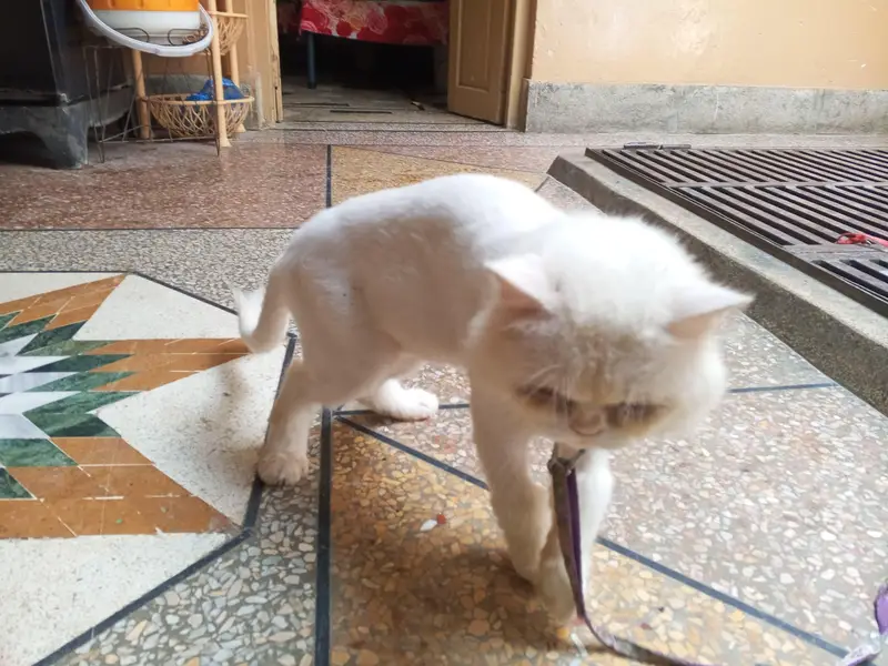 white Persian cat — photo 8