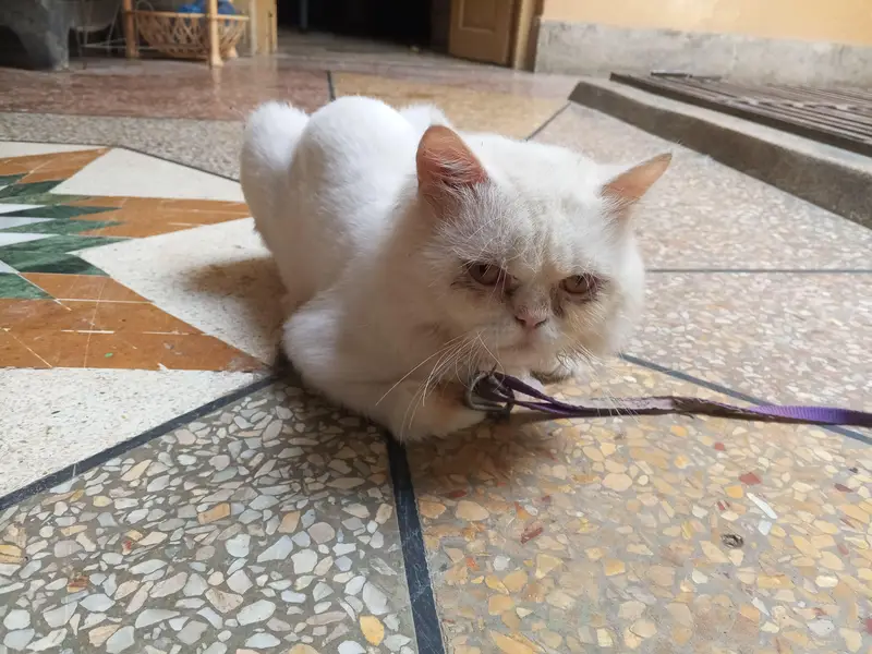 white Persian cat — photo 9