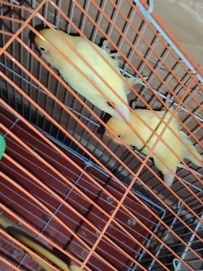 lovebirds pair and cage
