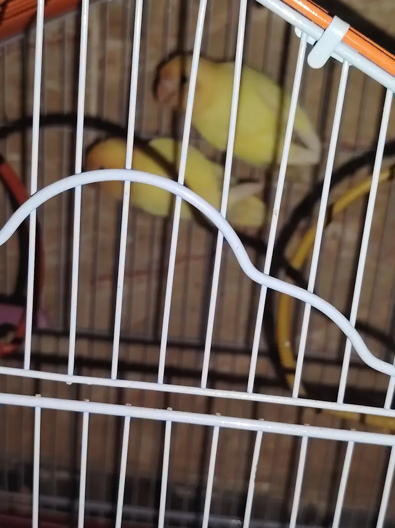 lovebirds pair and cage — photo 2
