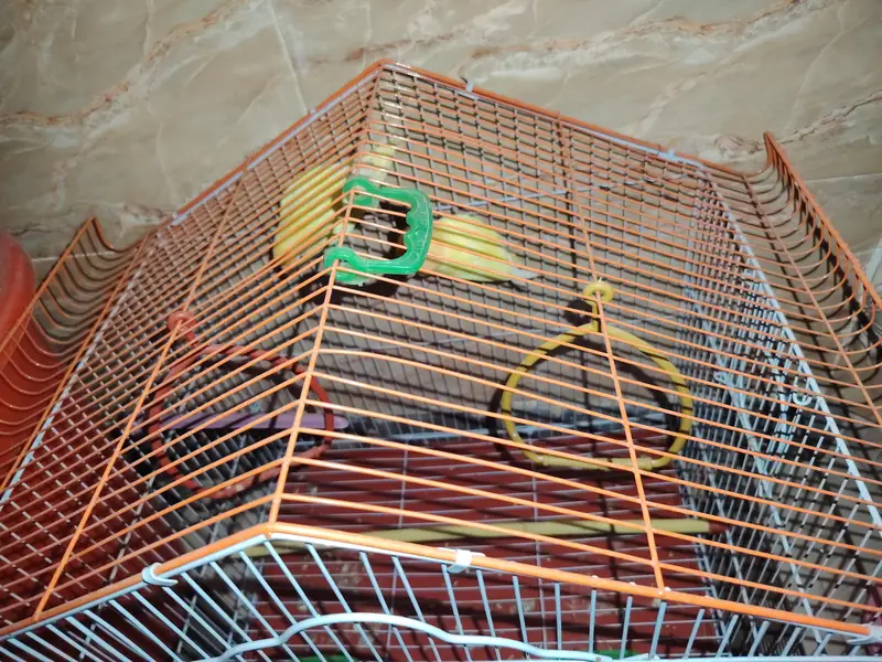 lovebirds pair and cage — photo 3