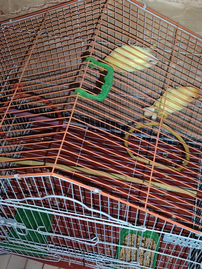 lovebirds pair and cage — photo 4