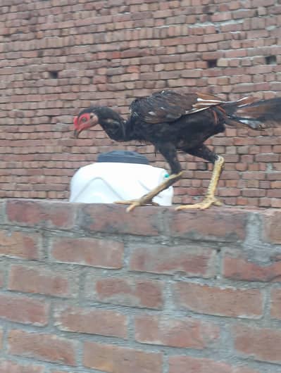 aseel mianwali pure