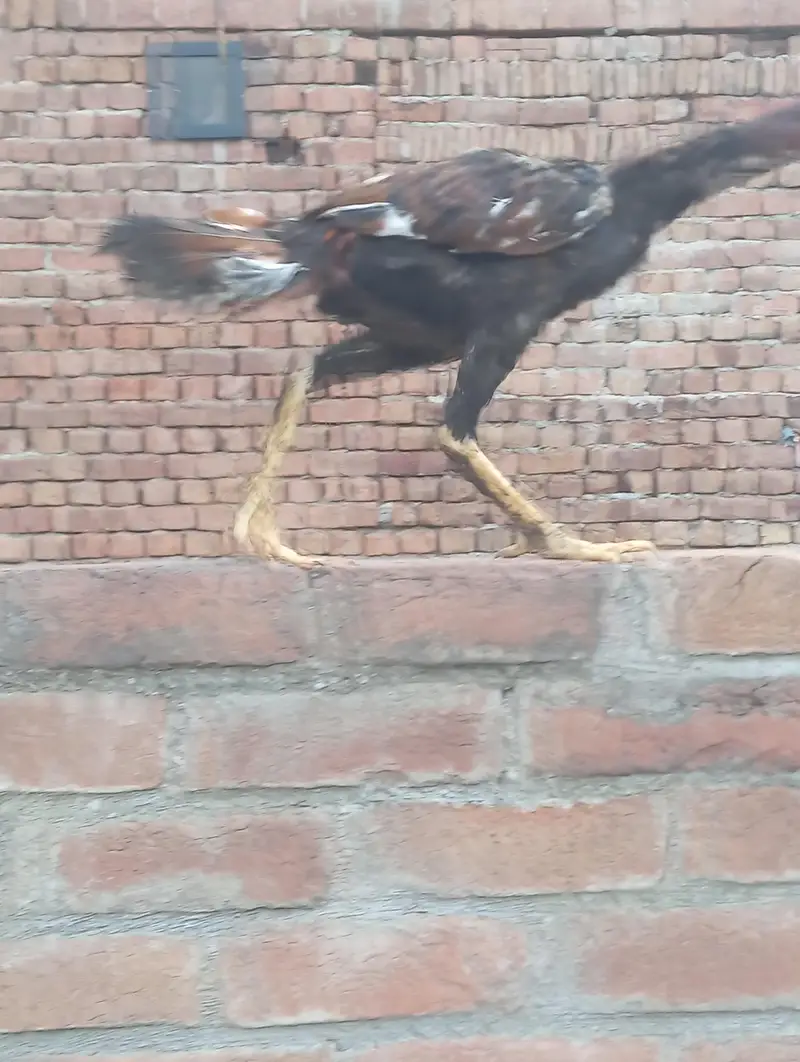 aseel mianwali pure — photo 2