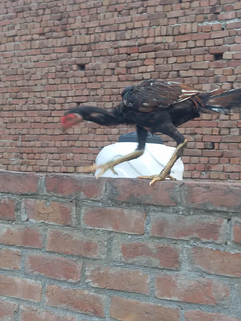 aseel mianwali pure — photo 3