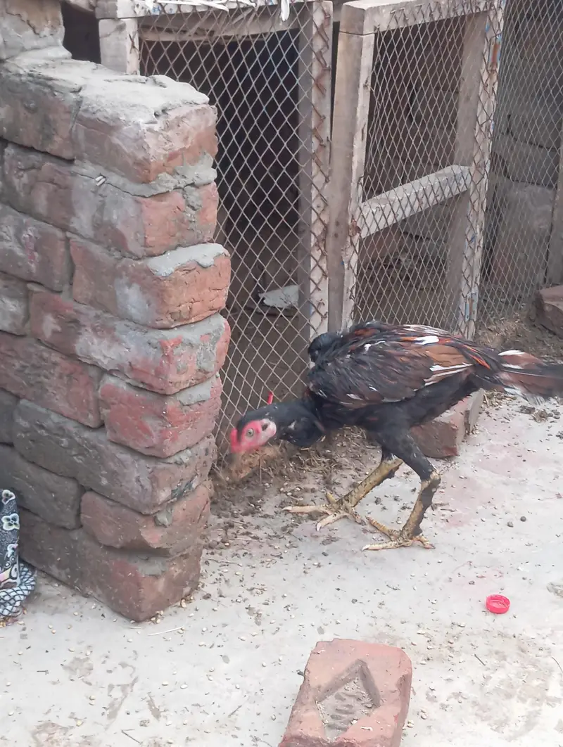 aseel mianwali pure — photo 4