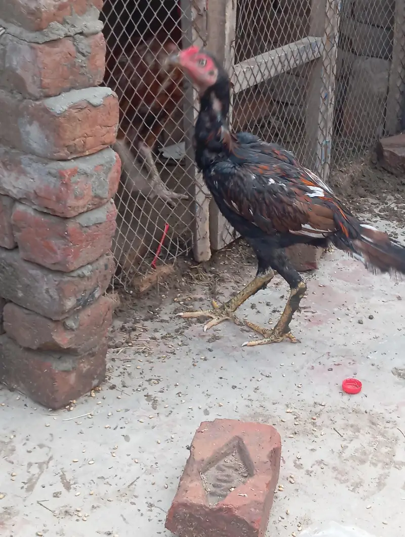 aseel mianwali pure — photo 5