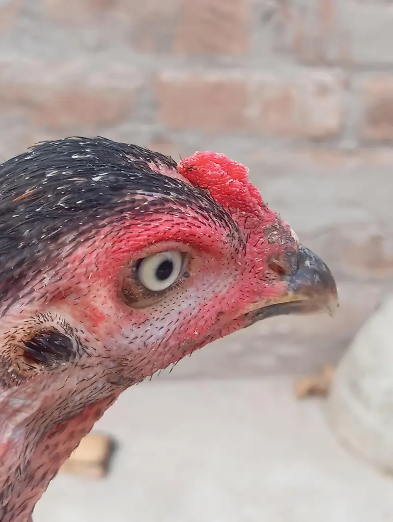 aseel mianwali pure — photo 6