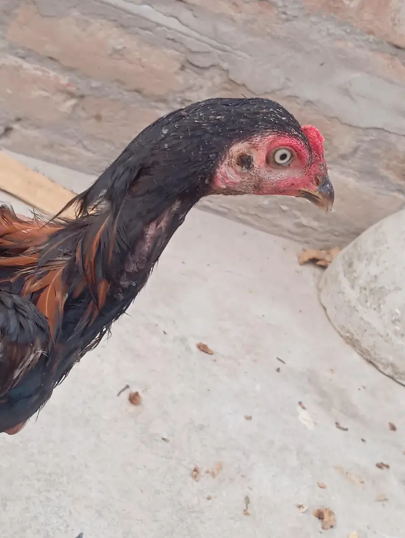 aseel mianwali pure — photo 7