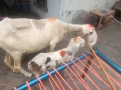 1 gaban bakri 2 sheep for sale