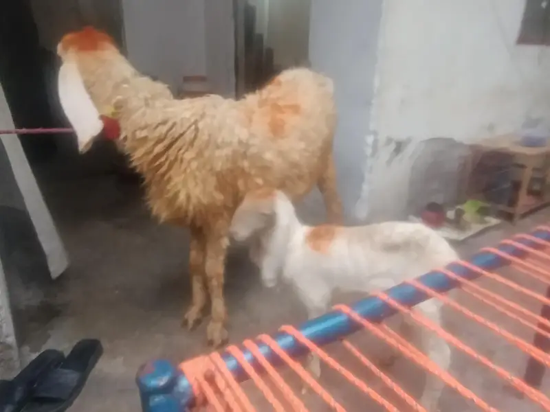 1 gaban bakri 2 sheep for sale — photo 2