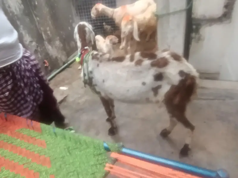 1 gaban bakri 2 sheep for sale — photo 3