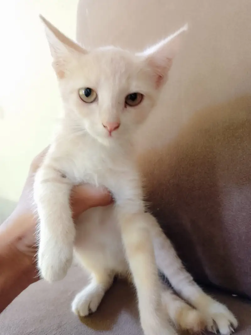 Two kittens for sale — photo 3