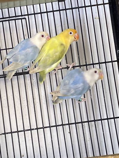 Lovebirds available for sale