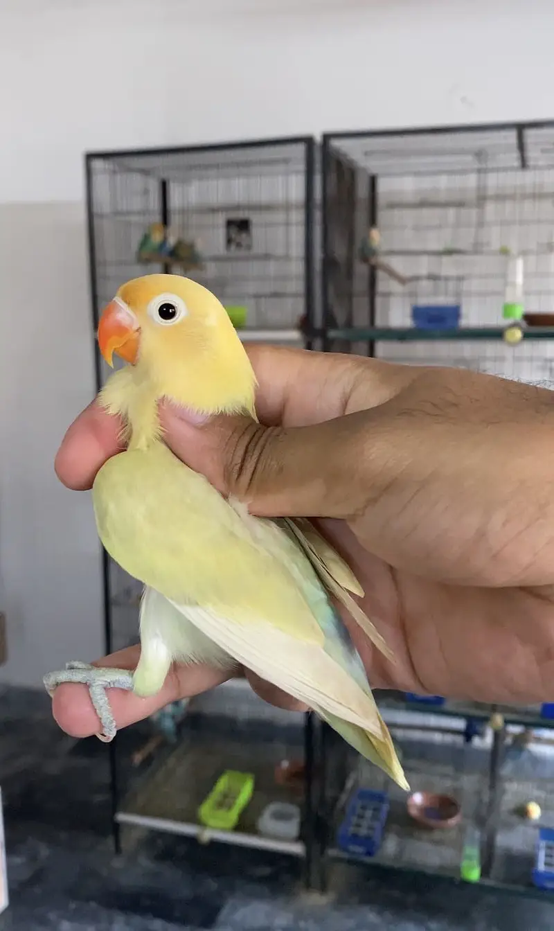 Lovebirds available for sale — photo 5