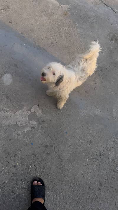 American Poodle male full healthy and active  Zero size