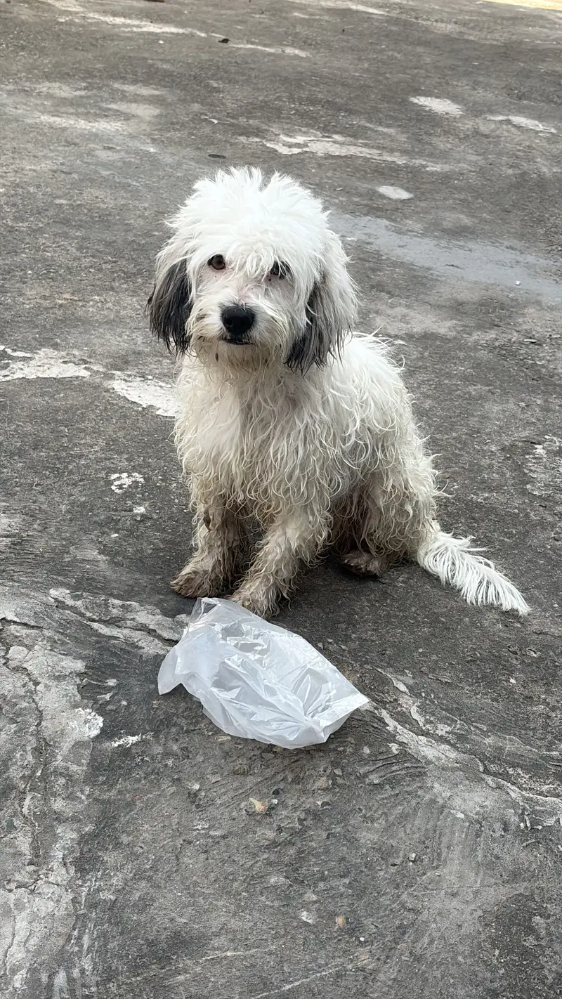 American Poodle male full healthy and active  Zero size — photo 3
