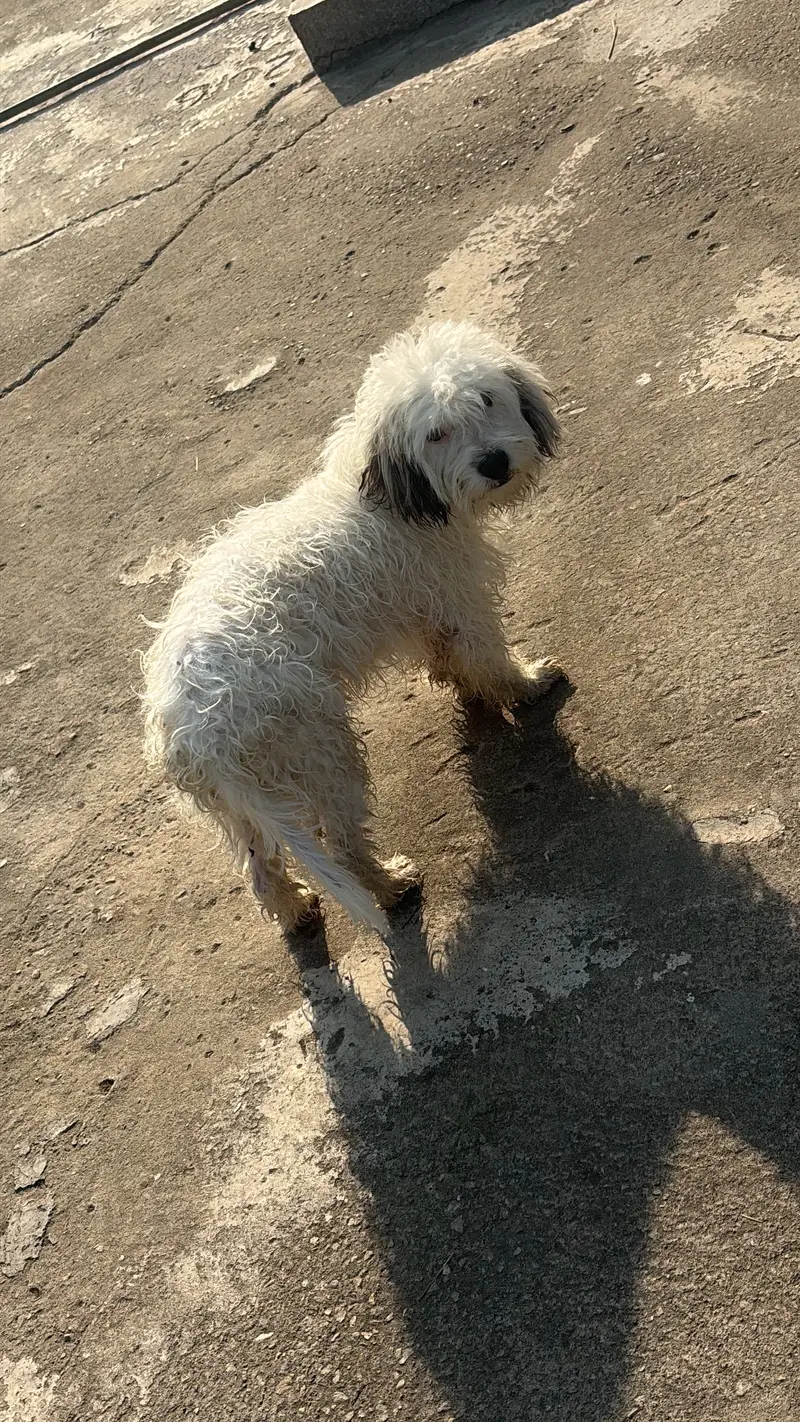 American Poodle male full healthy and active  Zero size — photo 4