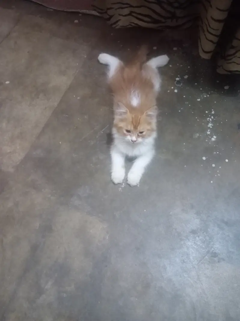 Sale Karna he 2 month kitten — photo 3