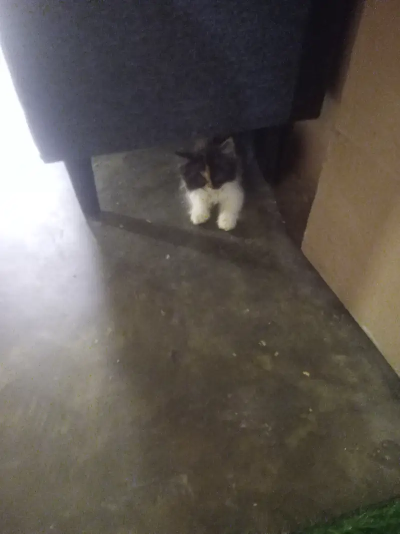 Sale Karna he 2 month kitten — photo 4