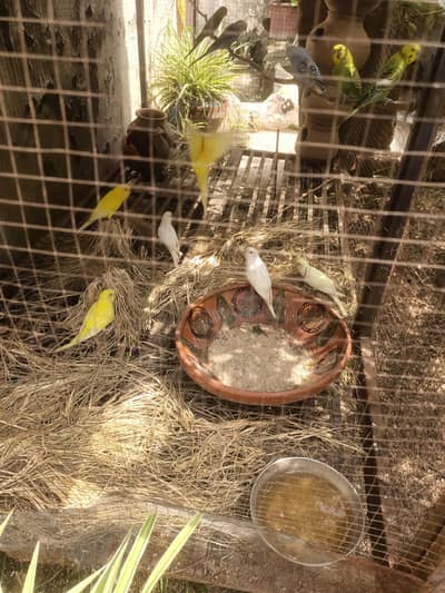 Australian Parrots of every age available in very reasonable price