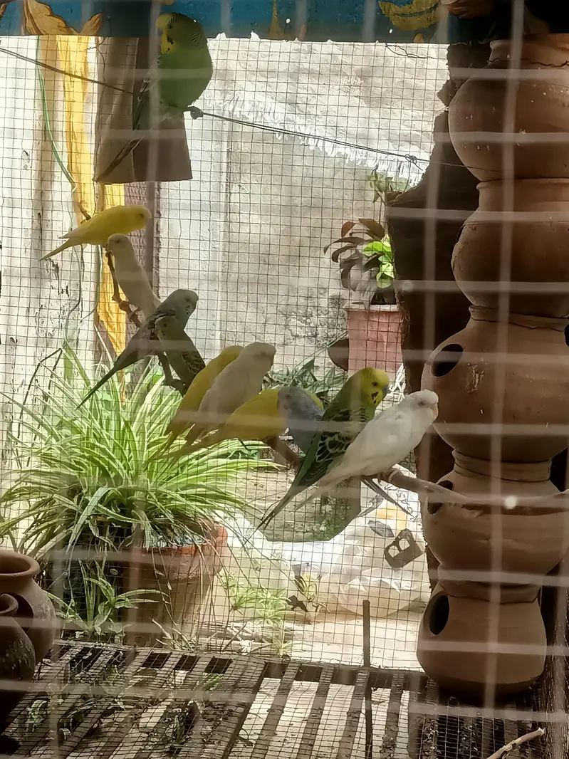 Australian Parrots of every age available in different colors — photo 2