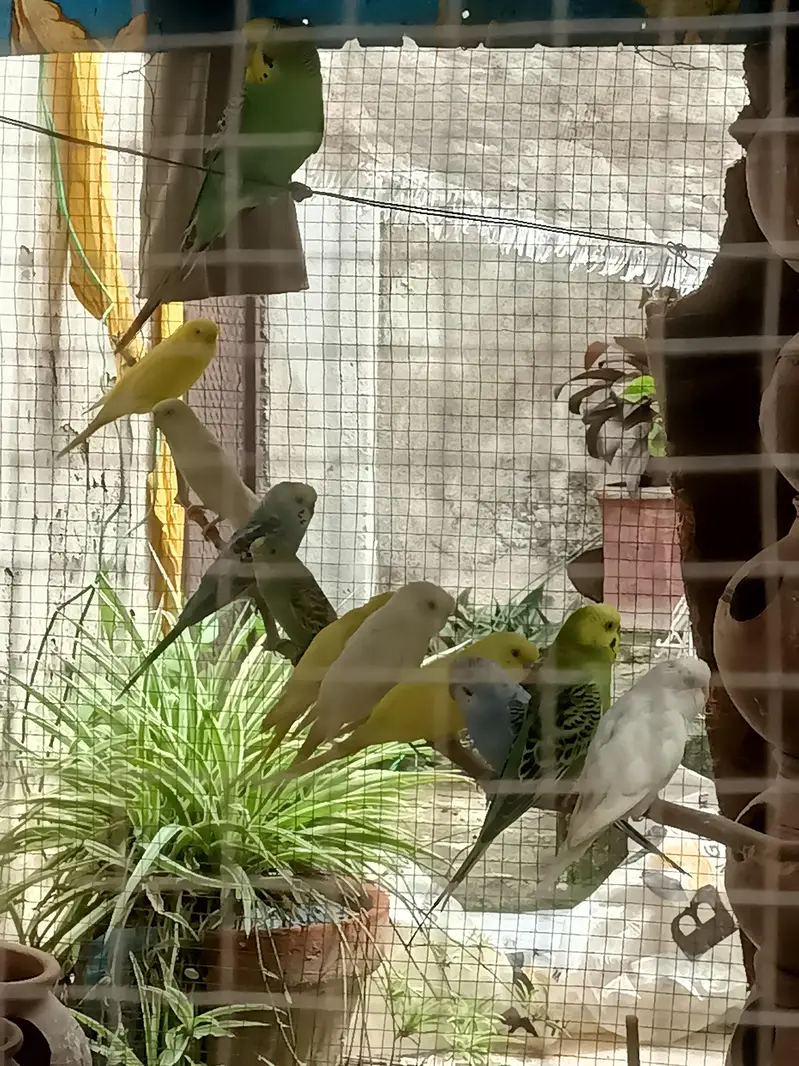 Australian Parrots of every age available in different colors — photo 3
