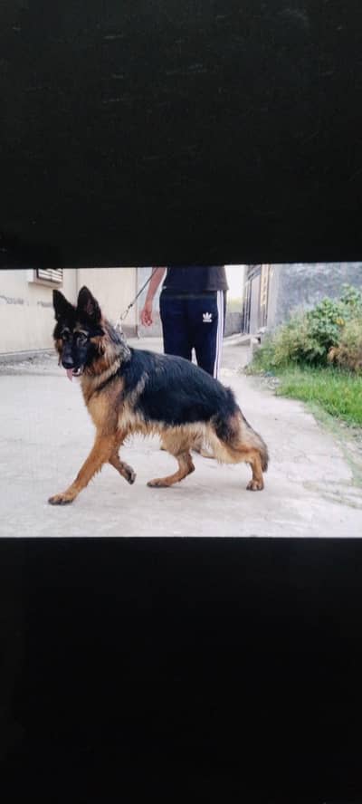 german shepherd long cot female