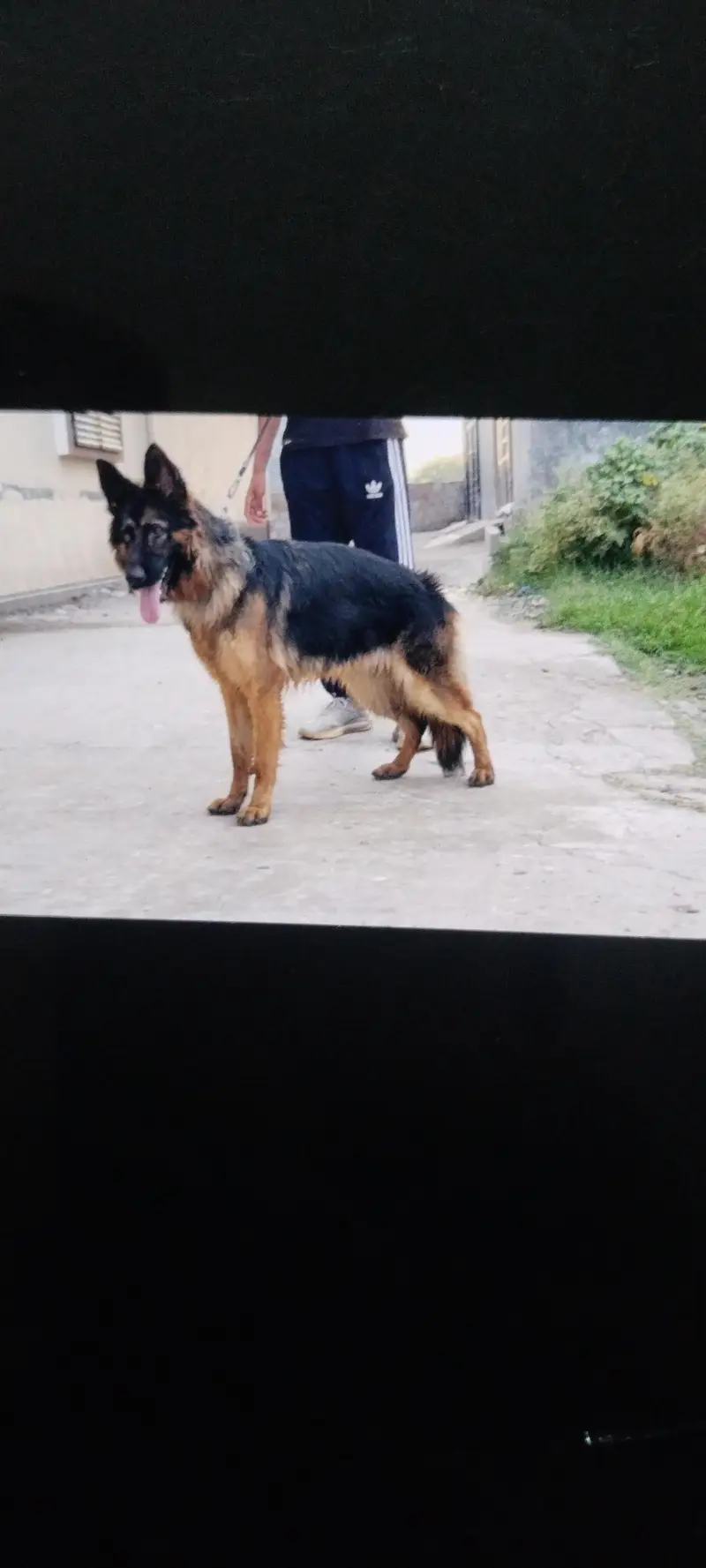 german shepherd long cot female — photo 2