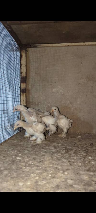 Bantum chicks