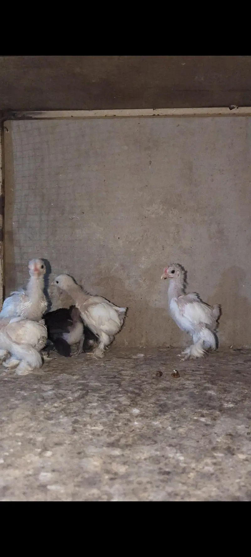 Bantum chicks — photo 2