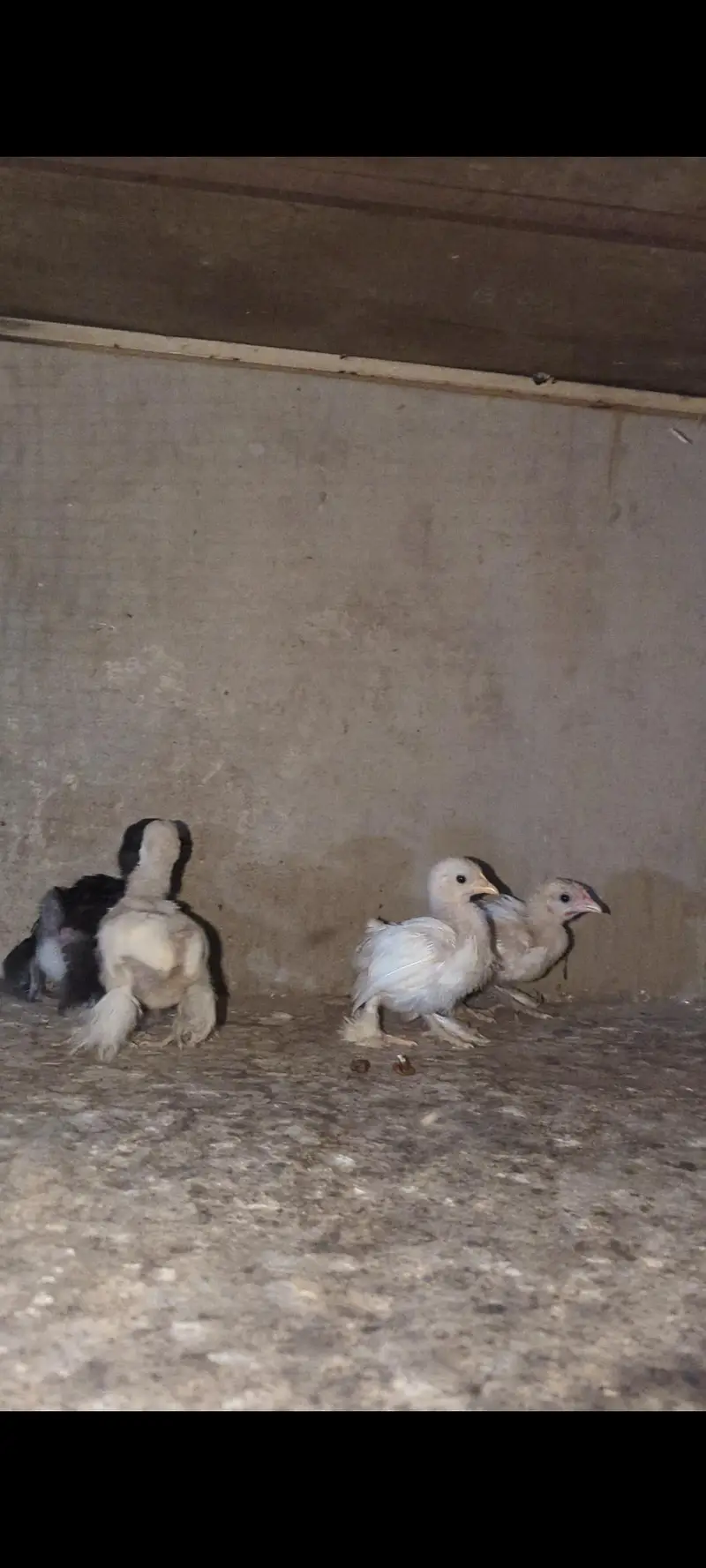 Bantum chicks — photo 3